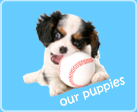 link to our puppies - nearseas